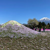 富士本栖湖リゾート内の富士芝桜まつり2023会場の様子 3