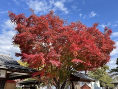 2022年11月撮影　善光寺寺内紅葉の様子4