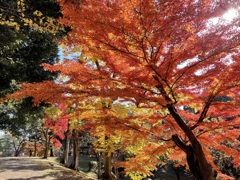 上田城跡公園の紅葉の様子10