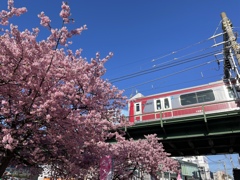 2023年 三浦河津桜 京急1000形