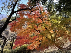 上田城跡公園の紅葉の様子12
