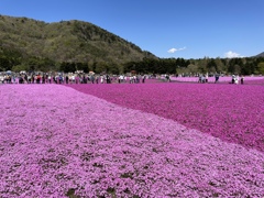 富士本栖湖リゾート内 富士芝桜まつり2023会場の様子 1