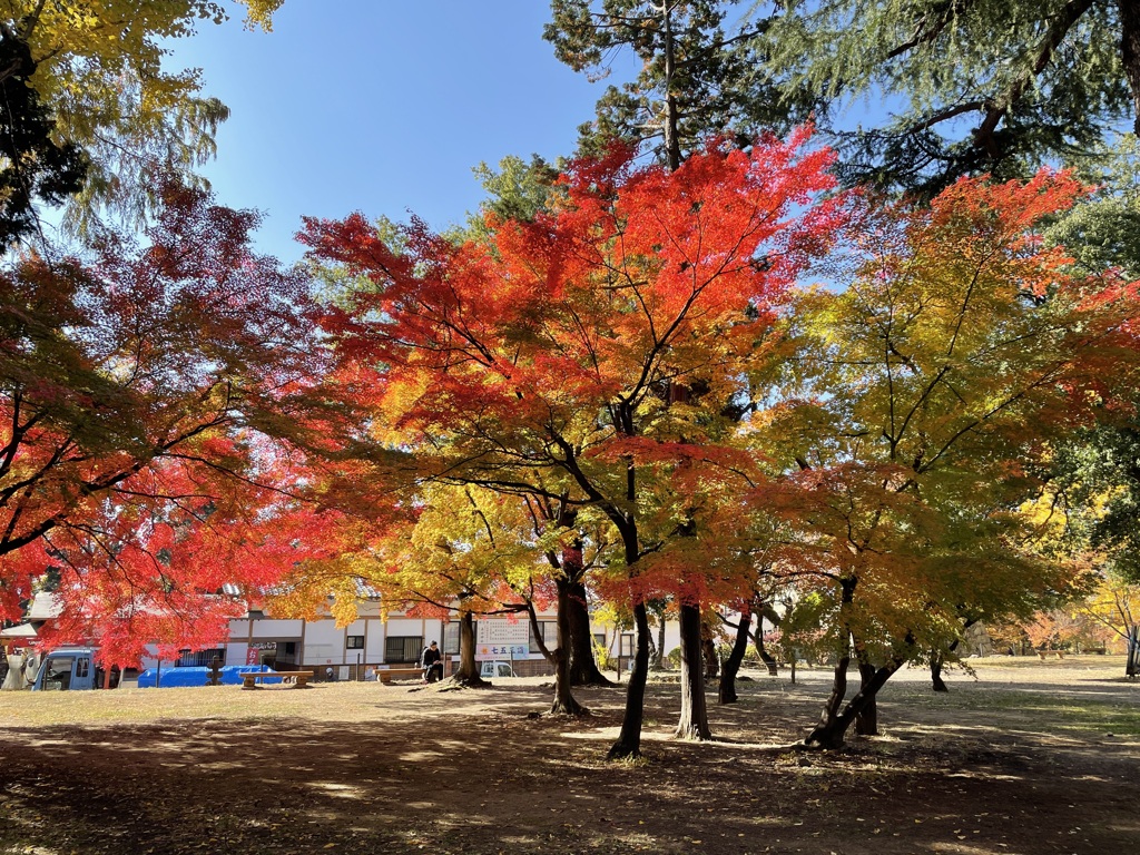 上田城跡公園の紅葉の様子8