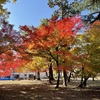 上田城跡公園の紅葉の様子8