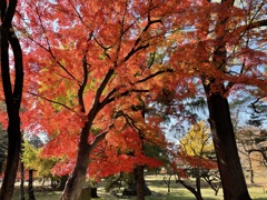 上田城跡公園の紅葉の様子9