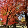 上田城跡公園の紅葉の様子9