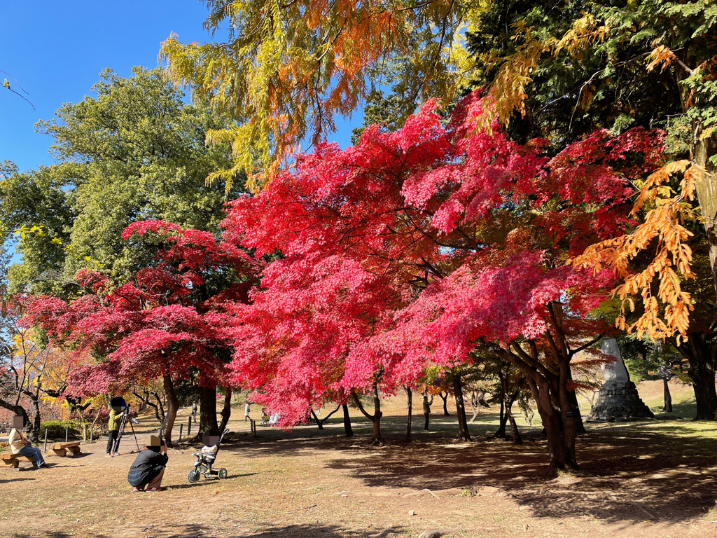上田城跡公園の紅葉の様子20