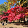 上田城跡公園の紅葉の様子20