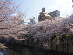 2023年目黒川の桜の様子7