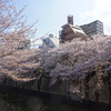 2023年目黒川の桜の様子7