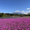 富士本栖湖リゾート内の富士芝桜まつり2023会場の様子 8