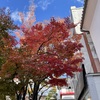2022年11月撮影 善光寺表参道 紅葉の様子2