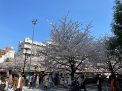 2023年目黒川の桜の様子1