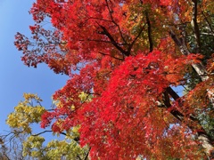 上田城跡公園の紅葉の様子13