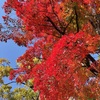 上田城跡公園の紅葉の様子13