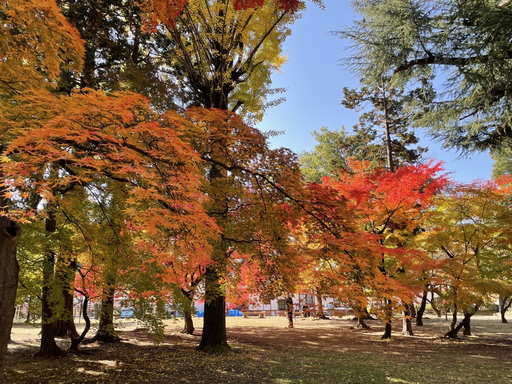 上田城跡公園の紅葉の様子7