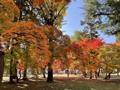 上田城跡公園の紅葉の様子7