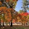 上田城跡公園の紅葉の様子7
