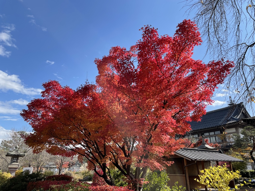 2022年11月撮影 善光寺寺内紅葉の様子3