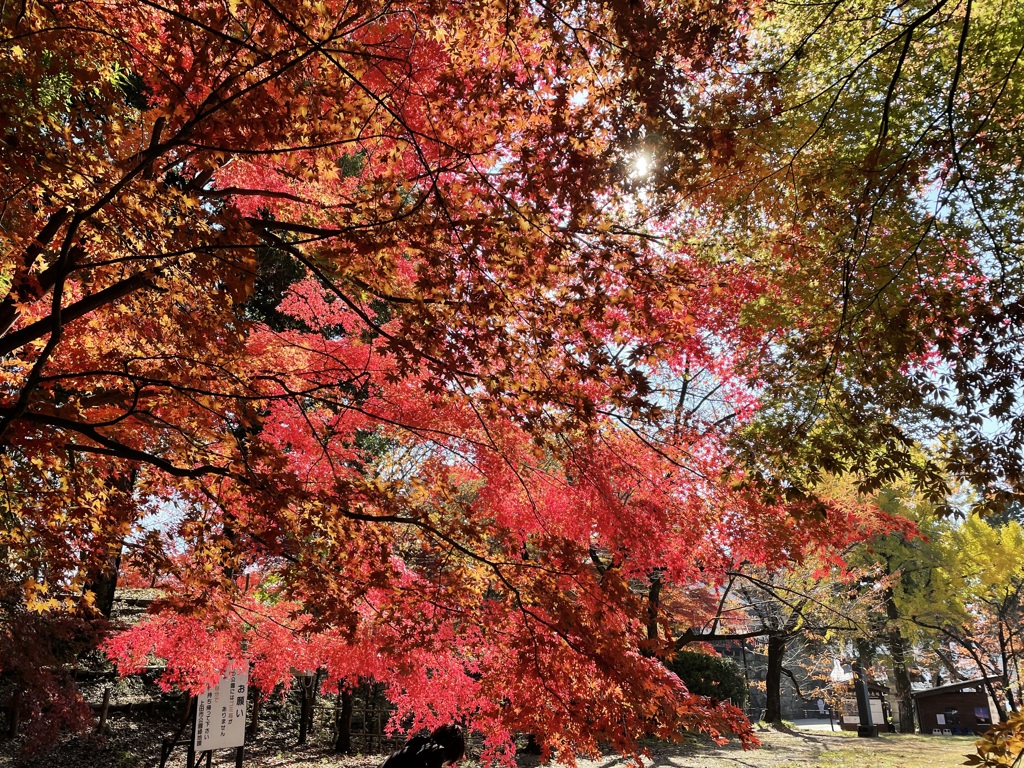 上田城跡公園の紅葉の様子17