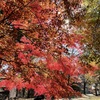 上田城跡公園の紅葉の様子17
