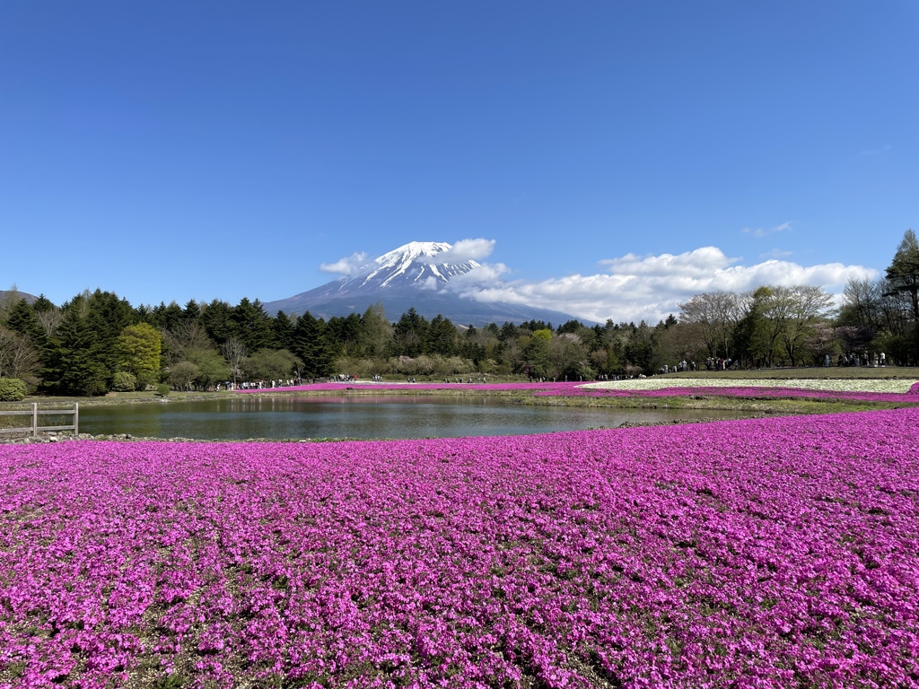 富士本栖湖リゾート内の富士芝桜まつり2023会場の様子 11