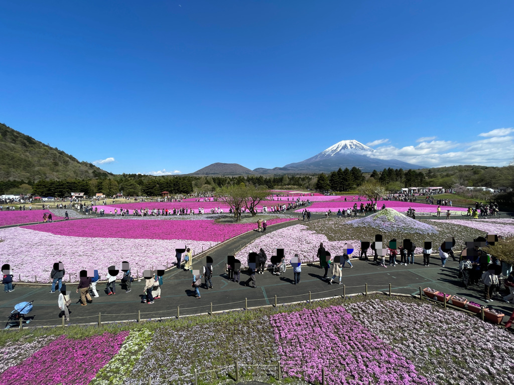 富士本栖湖リゾート内の富士芝桜まつり2023会場の様子5