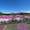 富士本栖湖リゾート内の富士芝桜まつり2023会場の様子5