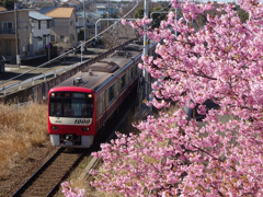 2023年 三浦河津桜と京急久里浜方面へ向かう京急1000形