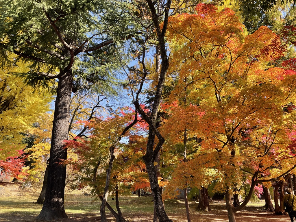 上田城跡公園の紅葉の様子19