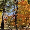 上田城跡公園の紅葉の様子19