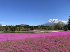 富士本栖湖リゾート内の富士芝桜まつり2023会場の様子9