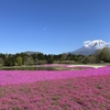 富士本栖湖リゾート内の富士芝桜まつり2023会場の様子9