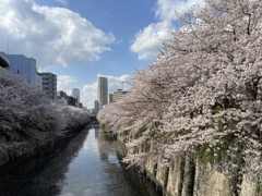 2023年目黒川の桜の様子6 