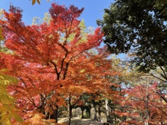 上田城跡公園の紅葉の様子11