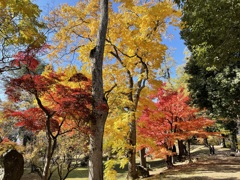 上田城跡公園の紅葉の様子14