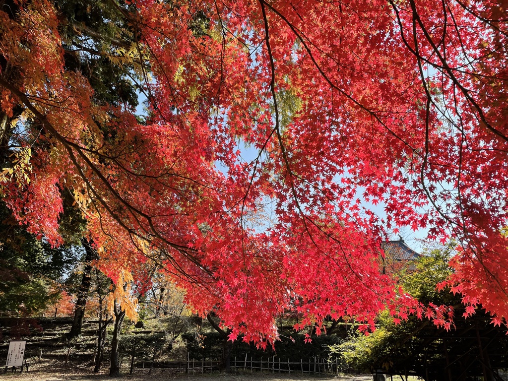 上田城跡公園の紅葉の様子5