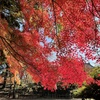 上田城跡公園の紅葉の様子5