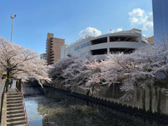 2023年目黒川の桜の様子8