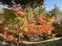 上田城跡公園の紅葉の様子15