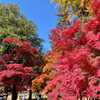 上田城跡公園の紅葉の様子18