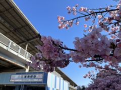 2023年　三浦海岸駅 河津桜