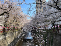 2023年目黒川の桜の様子2
