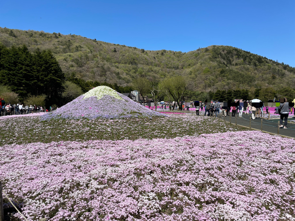 富士本栖湖リゾート内の富士芝桜まつり2023会場の様子2