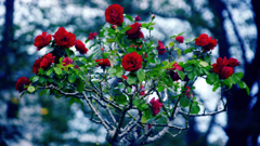 花　７０
