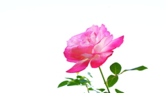 花　７８