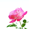 花　７８