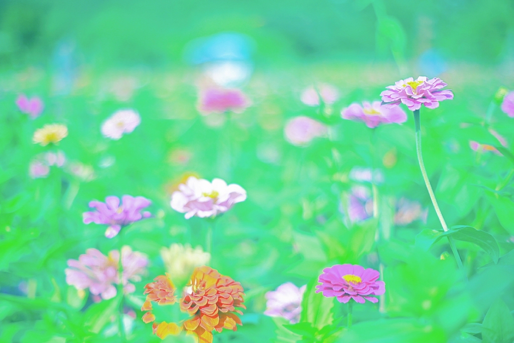 花0５