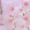 桜13
