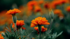 花　４７